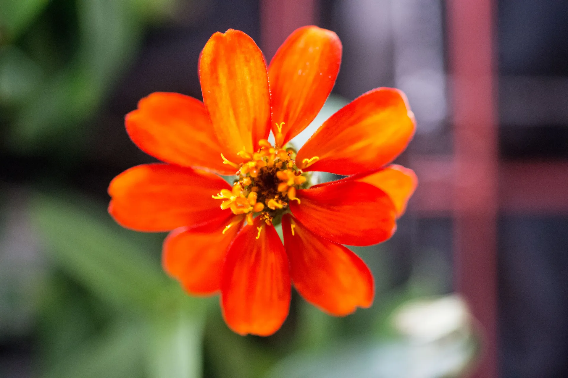 A single orange zinnia flower in sharp focus against a blurred green and red background.