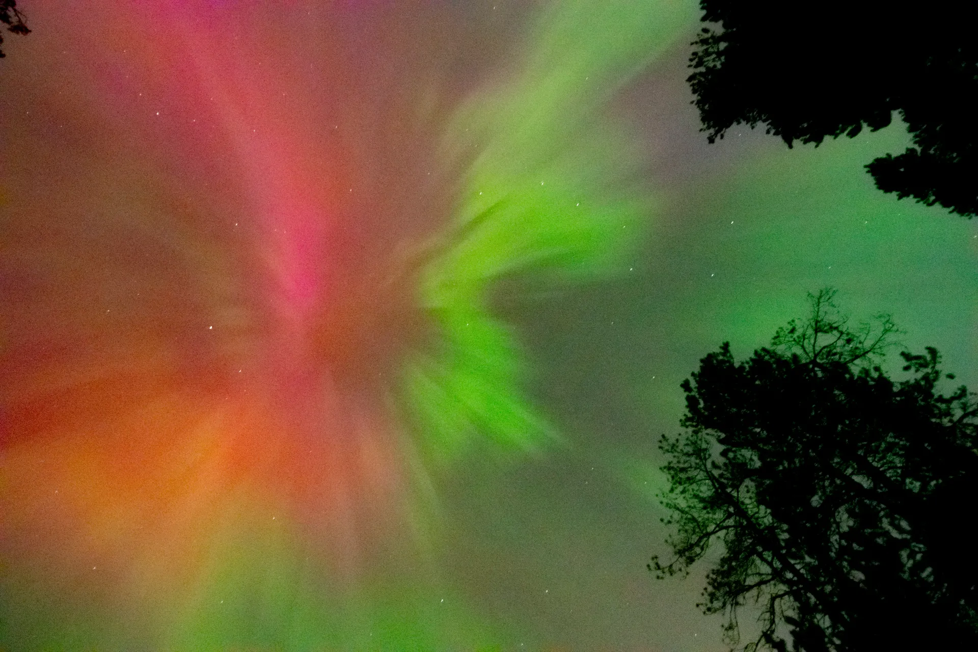Green and pink light radiating from a point overhead in a night sky above dark trees.